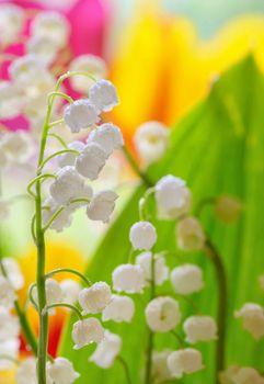 Lily of the valley (convallaria majalis) in garden