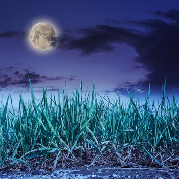 fresh green grass growing out of stone on a night sky background