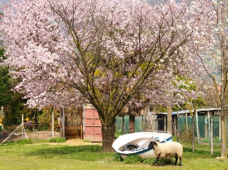 Lake of Como, Italy: Images on the lakefront between Dongo and Gravedona