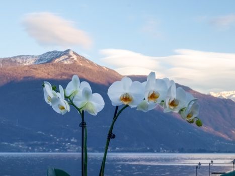 Pianello del Lario, Como - Italy: Orchids in pots and in the background the Lake Como and the mountains