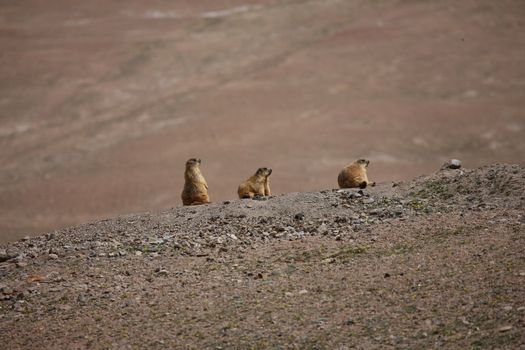 gopher small african mammal animal