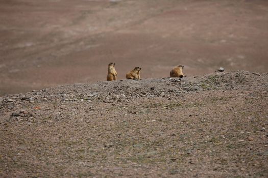 gopher small african mammal animal