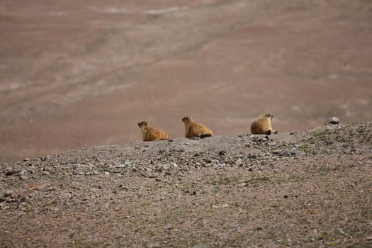 gopher small african mammal animal