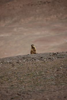 gopher small african mammal animal