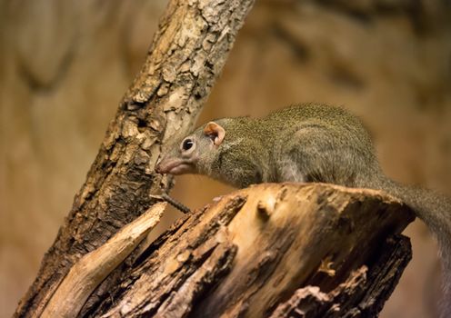 gopher small african mammal animal