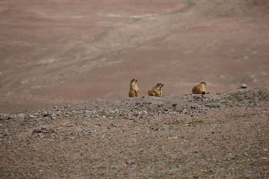 gopher small african mammal animal