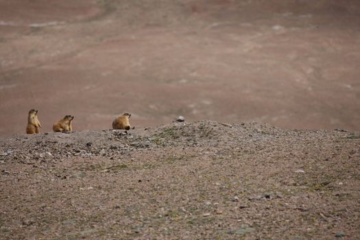 gopher small african mammal animal