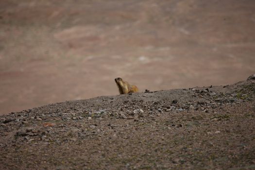 gopher small african mammal animal