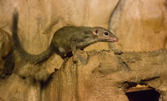 gopher small african mammal animal