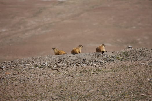 gopher small african mammal animal