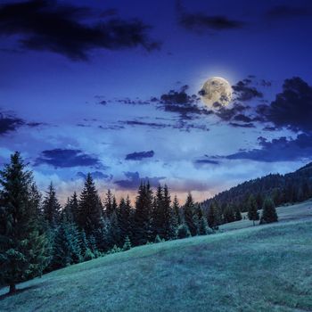  mountain steep slope with coniferous forest with fog in moon light 