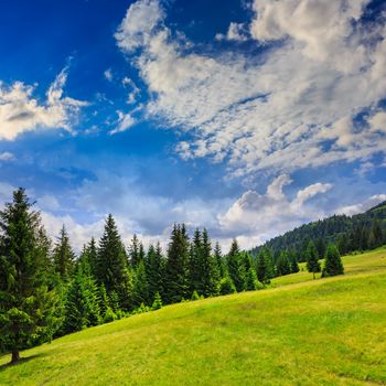  mountain steep slope with coniferous forest on summer day