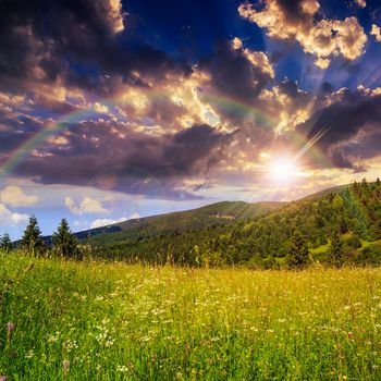 mountain summer landscape. pine trees and rainbow near meadow and forest on hillside under  evening sky with clouds