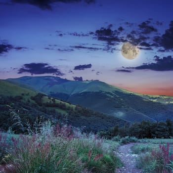 mountain summer landscape. pine trees near meadow and forest on hillside under  sky with clouds in moon light