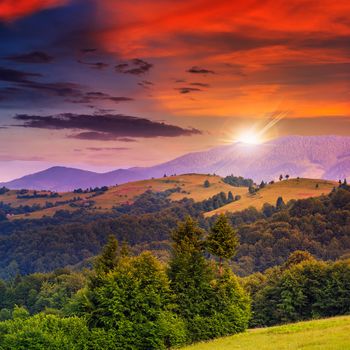  mountain steep slope with coniferous forest at sunset