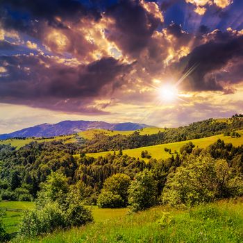 mountain summer landscape. pine trees near meadow and forest on hillside under  sky with clouds at sunset