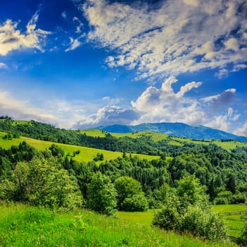 mountain summer landscape. pine trees near meadow and forest on hillside under  sky with clouds