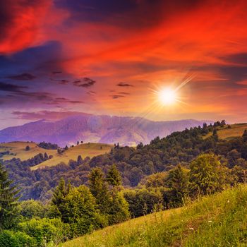 mountain summer landscape. pine trees near meadow and forest on hillside under  sky with clouds at sunset in evening light