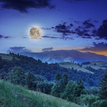 mountain summer landscape. pine trees near meadow and forest on hillside under  sky with clouds at night in moon light