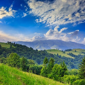 mountain summer landscape. pine trees near meadow and forest on hillside under  sky with clouds in day time