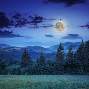 mountain summer landscape. pine trees near meadow and forest on hillside under  sky with clouds at night in moon light