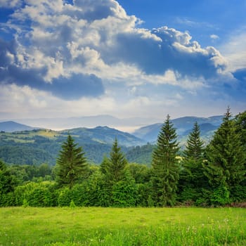 mountain summer landscape. pine trees near meadow and forest on hillside under  sky with clouds