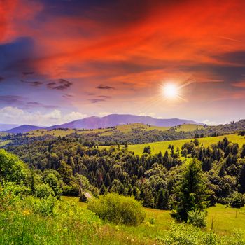 mountain summer landscape. pine trees near meadow and forest on hillside under  sky with clouds in sunset light