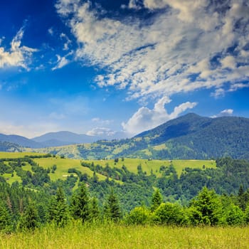 mountain summer landscape. pine trees near meadow and forest on hillside under  sky with clouds