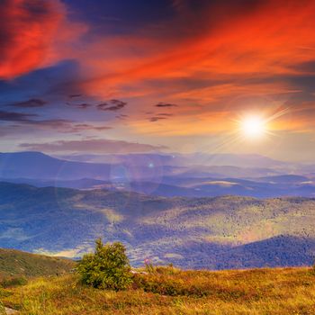 mountain summer landscape. pine trees near meadow and forest on hillside under  sky with clouds at sunset in evening light