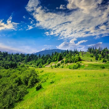 mountain summer landscape. pine trees near meadow and forest on hillside under  sky with clouds