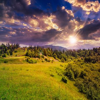 mountain summer landscape. pine trees near meadow and forest on hillside under  sky with clouds at sunset in evening