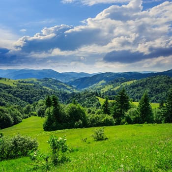 mountain summer landscape. pine trees near meadow and forest on hillside under  sky with clouds