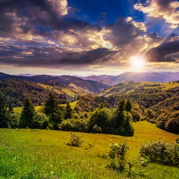 mountain summer landscape. pine trees near meadow and forest on hillside under  sky with clouds at sunset 