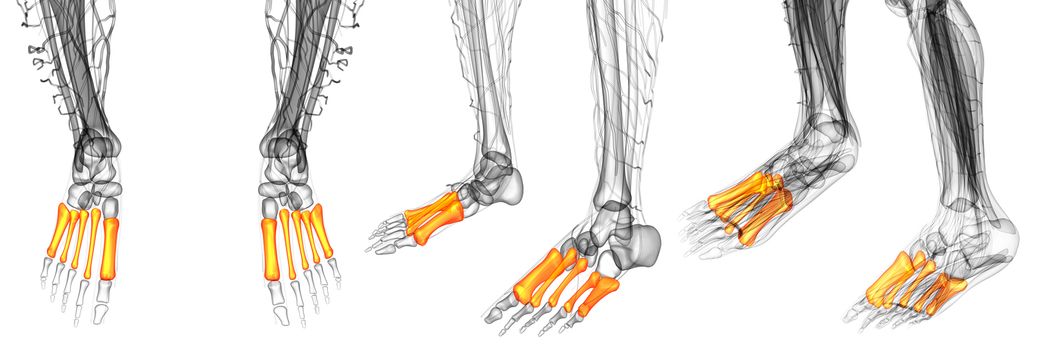 3d render medical illustration of the metatarsal bones