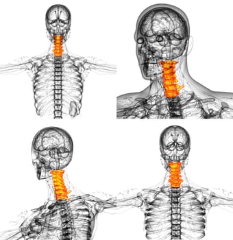 3d render medical illustration of the neck bone