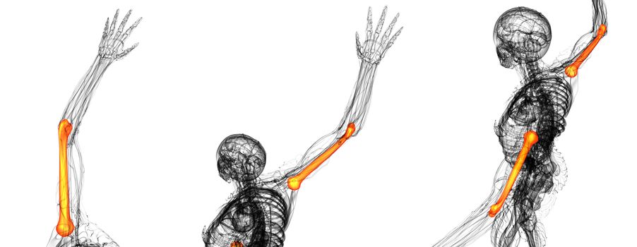 3D rendering illustration of the humerus bone 