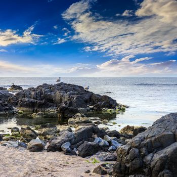 few seagulls sit on big  boulders on sandy beach near the sea watching waves