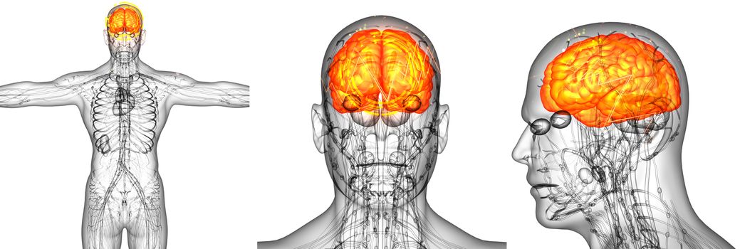 3d render medical illustration of the human brain pain - back view