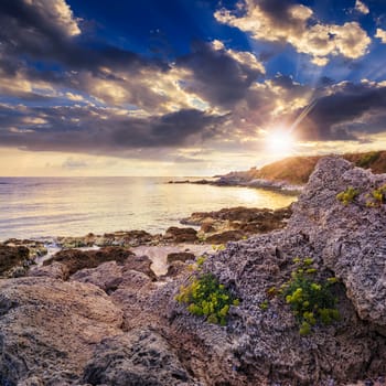 little yellow flowers grow on sandy boulders near the sea at sunset