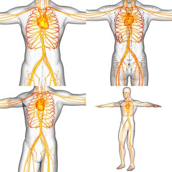 3D rendering medical illustration of the human vascular system  