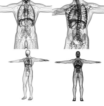 3D rendering medical illustration of the human anatomy 