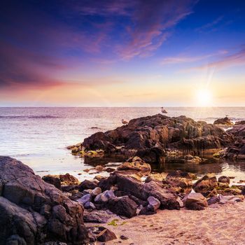 few seagulls sit on big  boulders on sandy beach near the sea watching waves at sunset