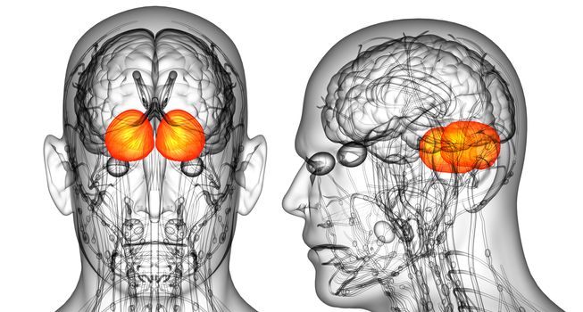 3D rendering medical illustration of the human brain cerebrum 