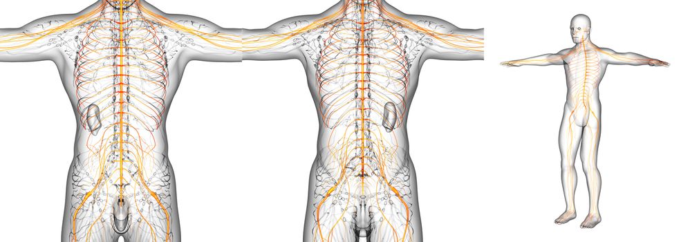 3D rendering medical illustration of the nerve system 