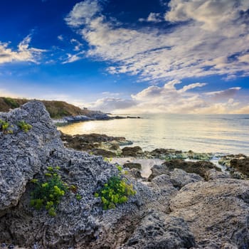 little yellow flowers grow on sandy boulders near the sea