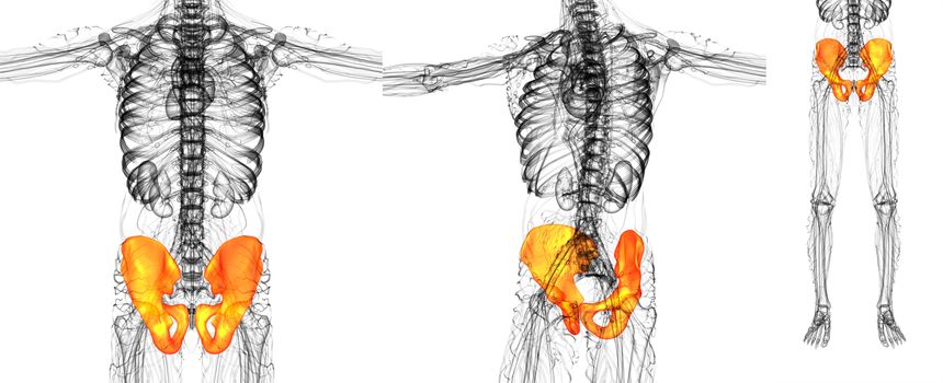 3D rendering medical illustration of the pelvis bone