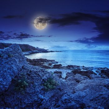 little yellow flowers grow on sandy boulders near the sea at night in moon light