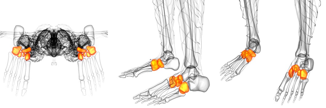 3D rendering medical illustration of the midfoot bone