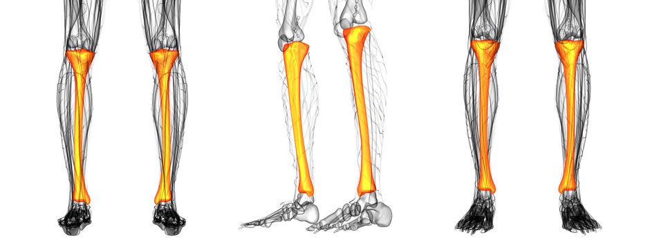 3D rendering medical illustration of the tibia 
