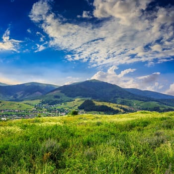 mountain summer landscape. pine trees near meadow and forest on hillside under  sky with clouds